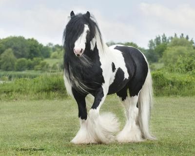 Cheval noir et blanc